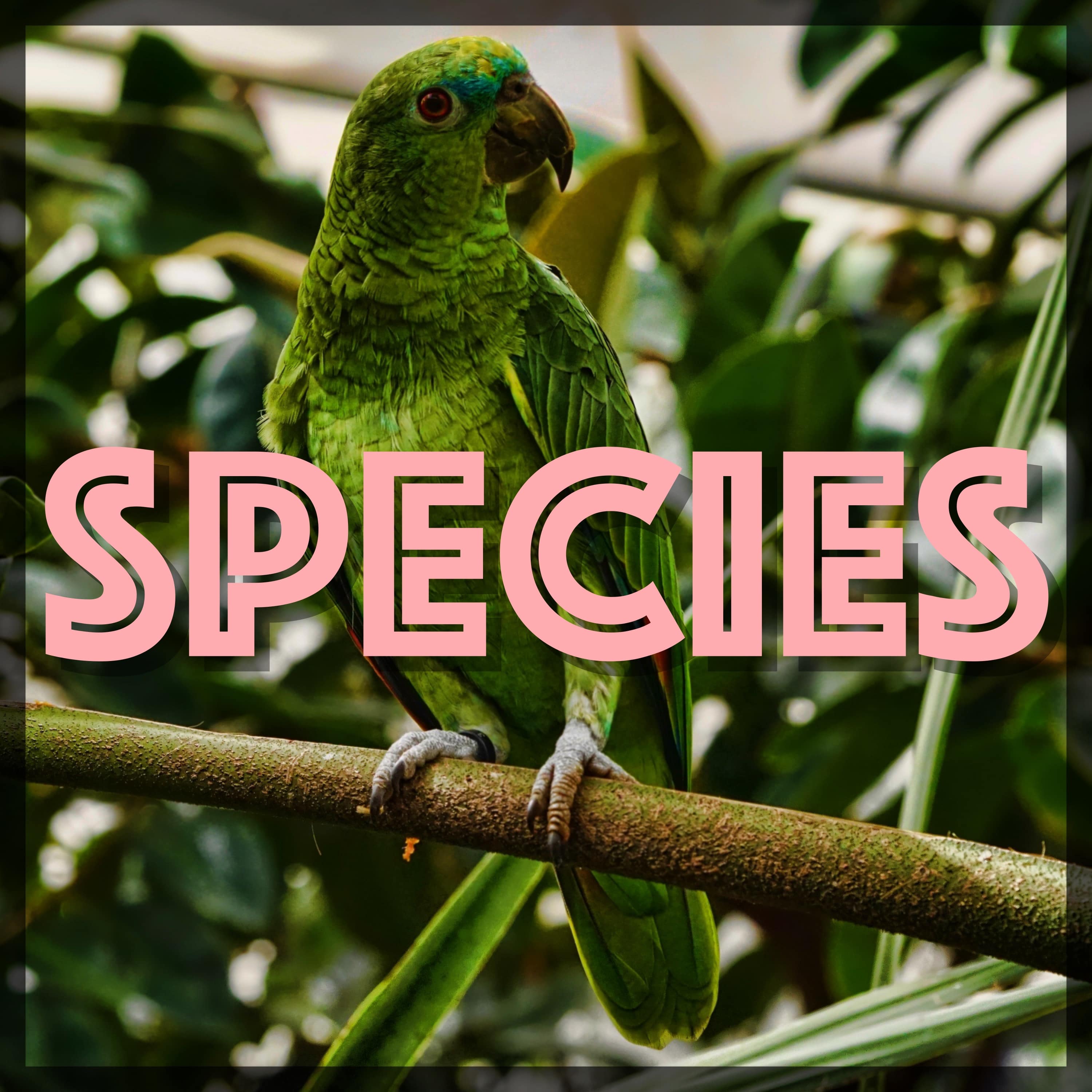Species