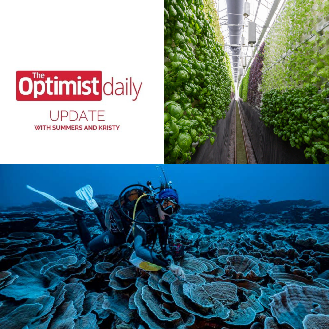 Pristine Coral Reef & Aquaponics