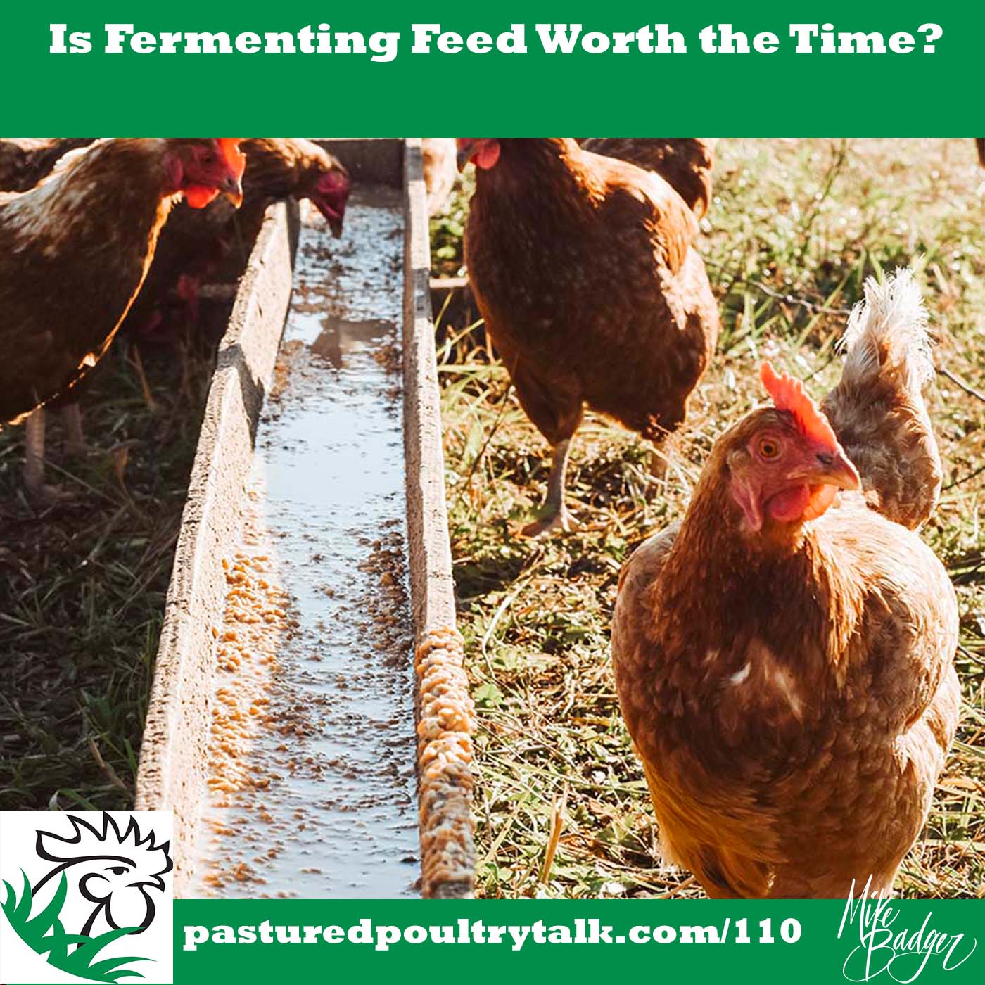 Is Fermented Feed Worth the Time for 1,000 hens?