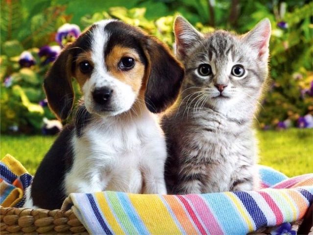 Pets - Rated G