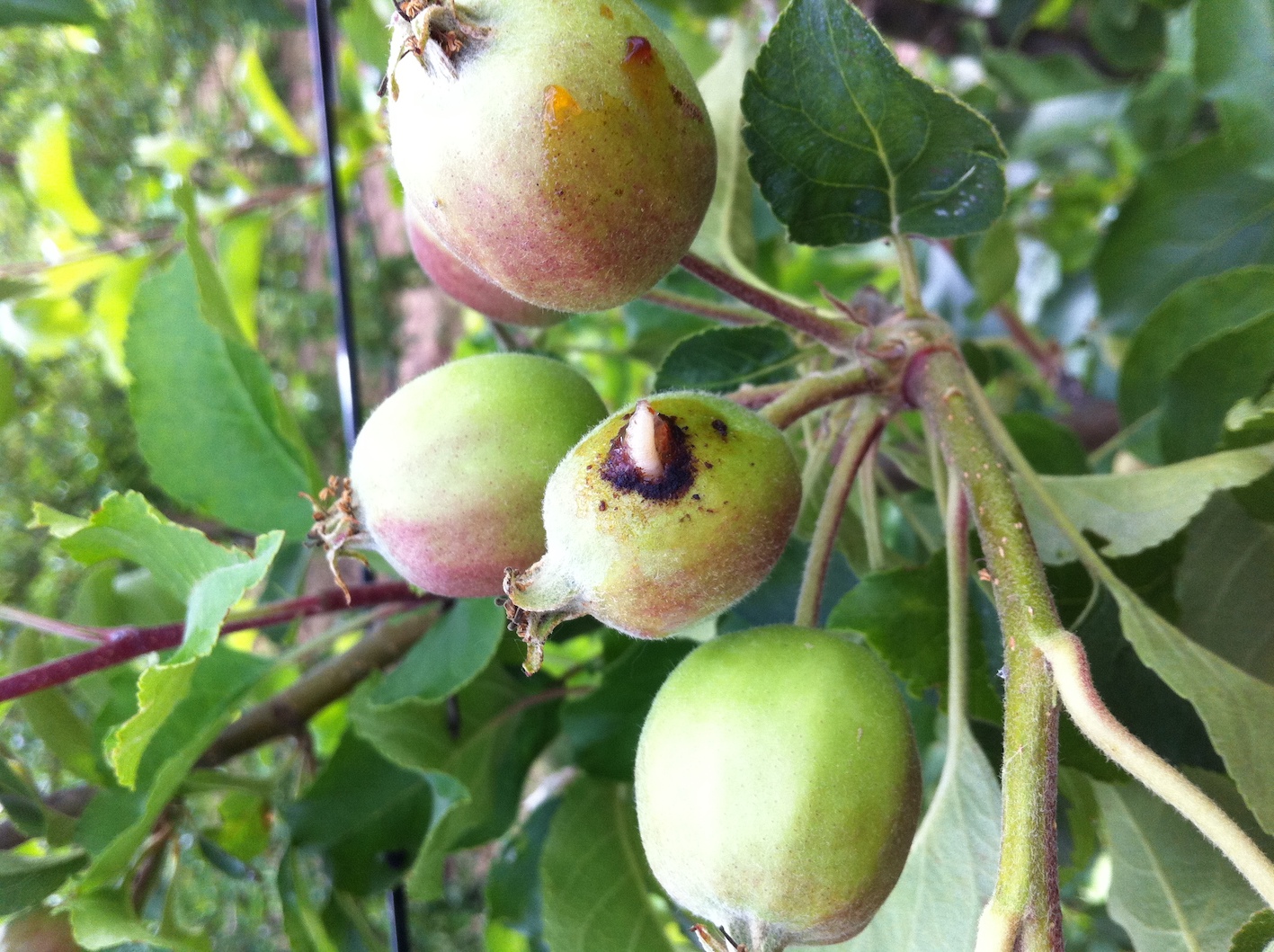 Le podcast du Jardin des Merlettes
