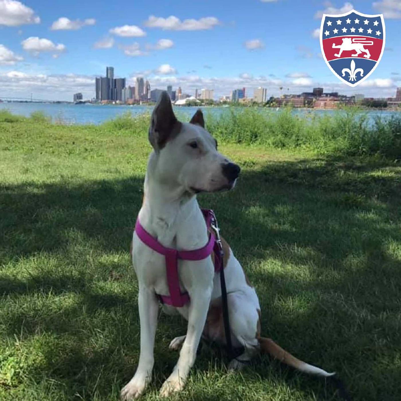 Fun Friday: Detroit's top dog + cat names; Grosse Ile bridge reopens + more