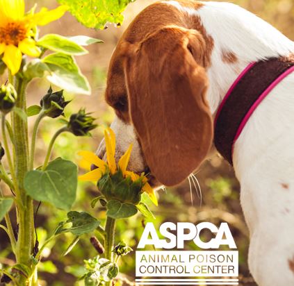 ASPCA Animal Poison Control Center for Owners
