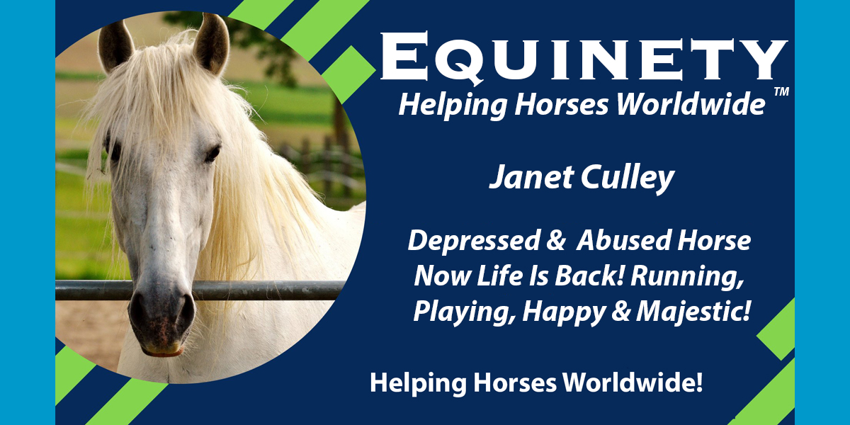 Janet Culley – My Horse was Depressed – Abused – Life is Back After 9 years – Happy – Majestic – Running and Playing