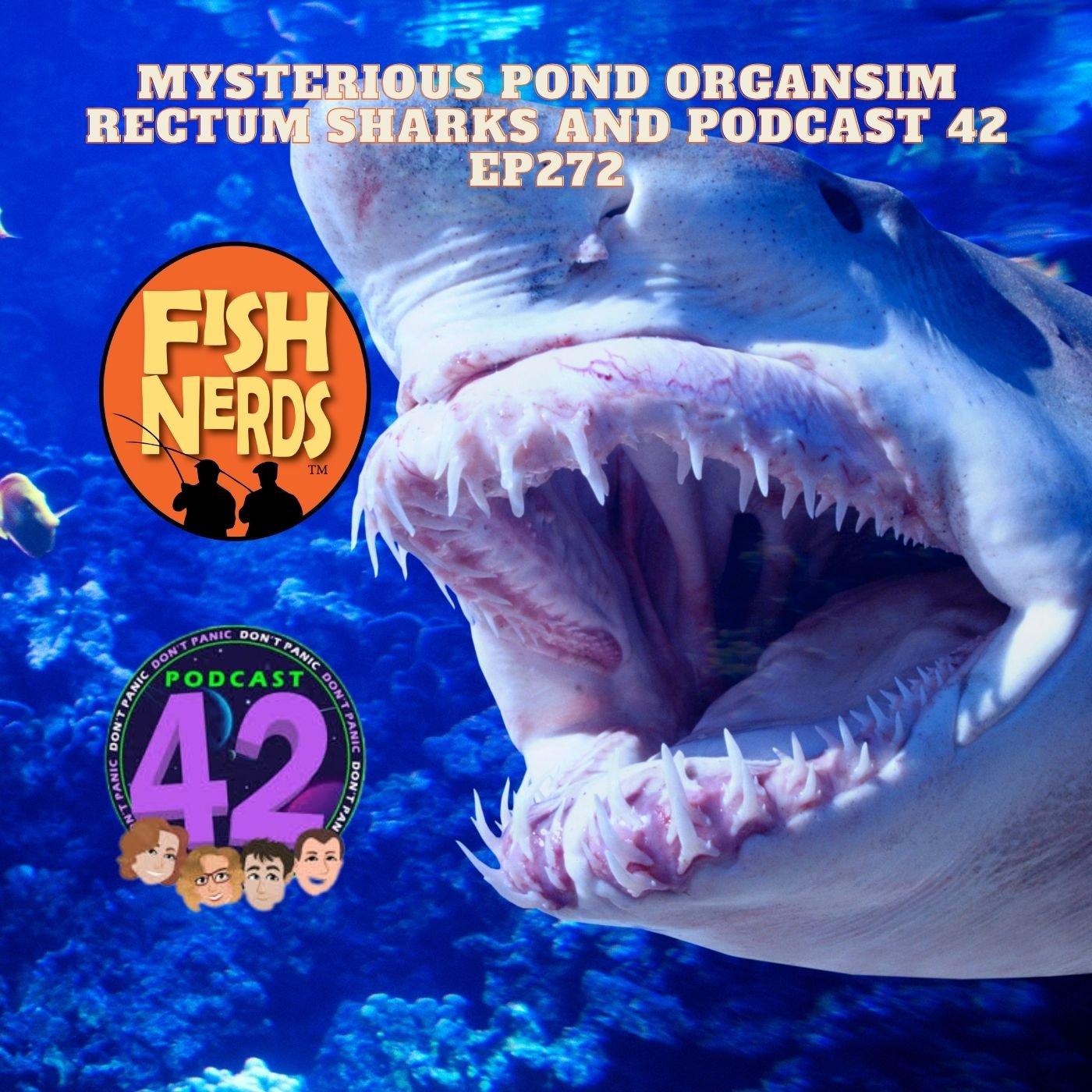 Mysterious Pond Organsim Rectum Sharks and Podcast 42 EP272