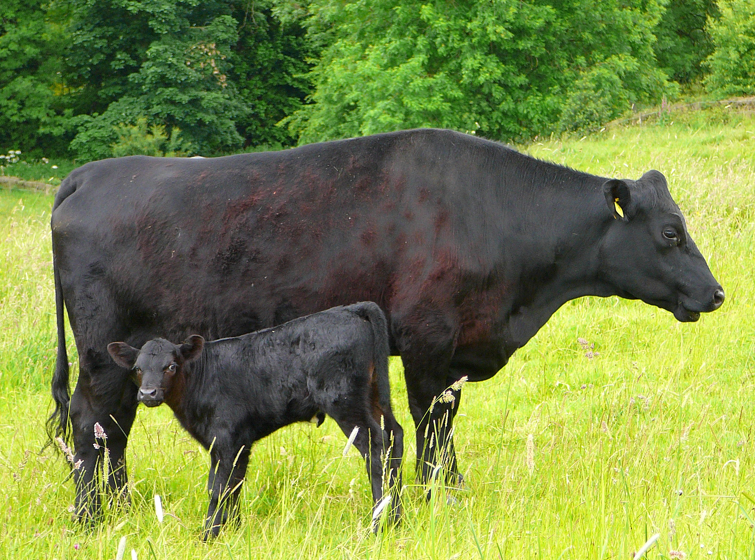 к чему снятся быки и коровы женщине