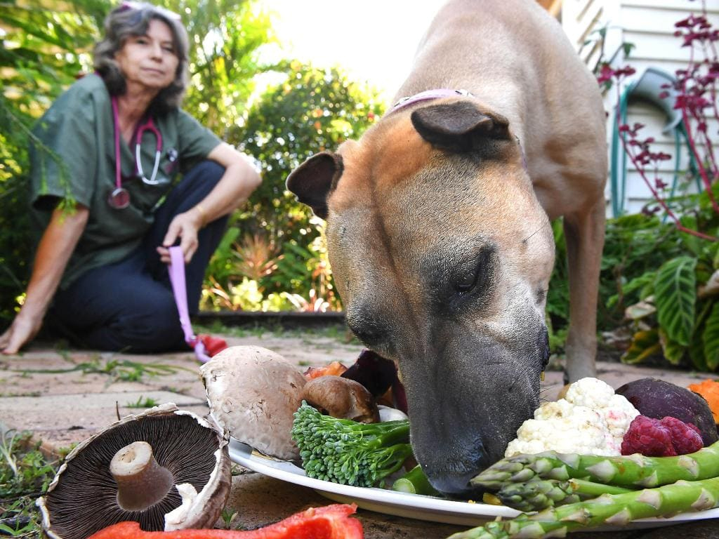 Animal Wellness Vets